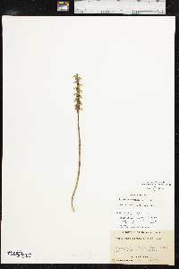 Spiranthes cernua image