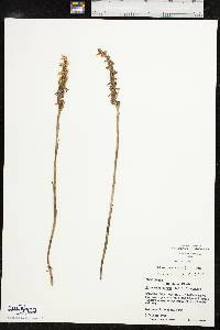 Spiranthes cernua image