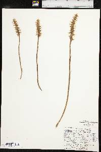 Spiranthes magnicamporum image