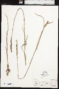 Spiranthes vernalis image