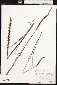 Spiranthes vernalis image