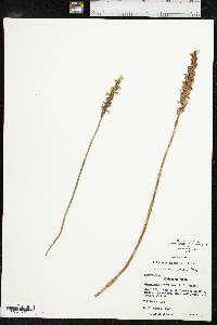 Spiranthes cernua image