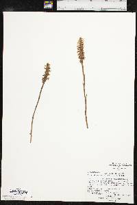 Spiranthes magnicamporum image