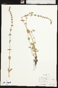 Stachys crenata image