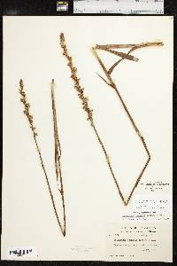 Spiranthes vernalis image