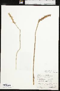 Spiranthes cernua image