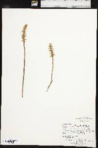 Spiranthes magnicamporum image