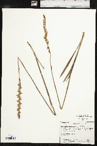 Spiranthes vernalis image