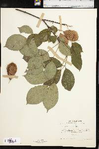 Staphylea trifolia image