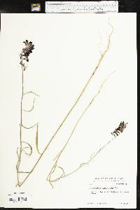 Streptanthus hyacinthoides image