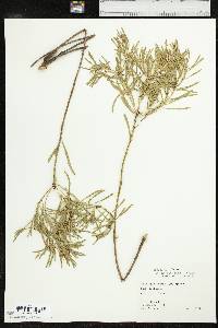 Stillingia texana image