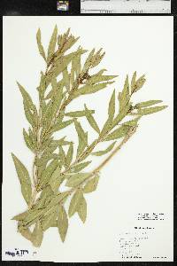 Stillingia sylvatica subsp. sylvatica image