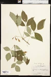 Staphylea trifolia image