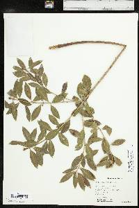 Stillingia sylvatica subsp. sylvatica image