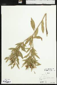 Stillingia sylvatica subsp. sylvatica image