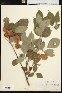 Staphylea trifolia image