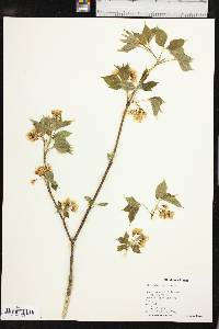 Staphylea trifolia image