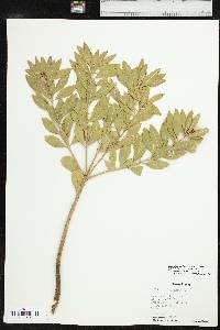 Stillingia sylvatica subsp. sylvatica image