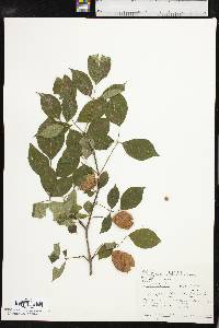 Staphylea trifolia image