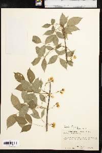 Staphylea trifolia image