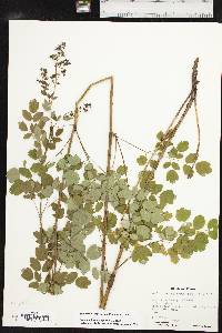 Thalictrum dasycarpum image