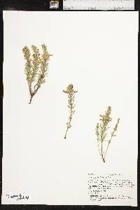 Teucrium laciniatum image