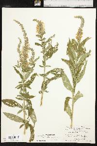 Teucrium canadense var. canadense image