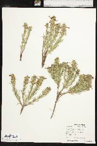 Teucrium laciniatum image