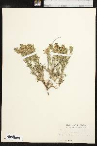 Teucrium laciniatum image