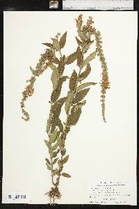 Teucrium canadense var. canadense image