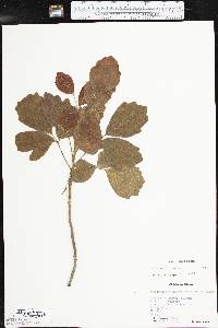 Toxicodendron pubescens image