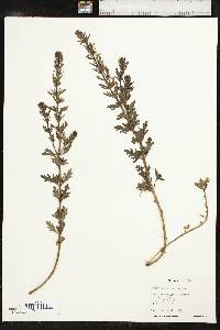 Teucrium cubense image