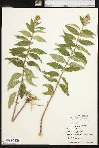 Teucrium canadense var. canadense image