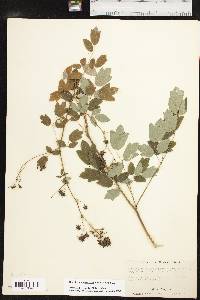 Thalictrum dasycarpum image