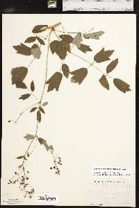 Thalictrum dasycarpum image