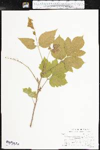 Toxicodendron radicans subsp. negundo image