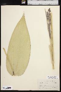 Thalia dealbata image