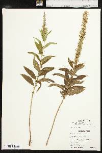 Teucrium canadense var. canadense image