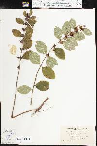 Symphoricarpos orbiculatus image