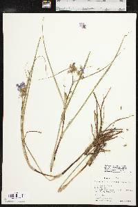 Tradescantia occidentalis var. occidentalis image