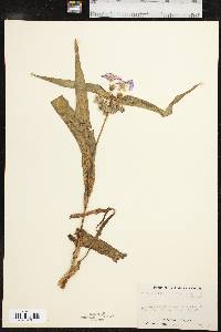 Tradescantia ernestiana image