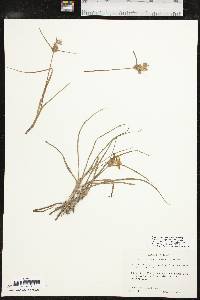 Tradescantia occidentalis var. occidentalis image