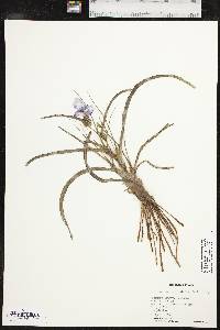 Tradescantia occidentalis image