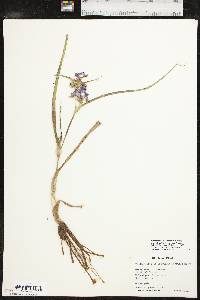 Tradescantia occidentalis image