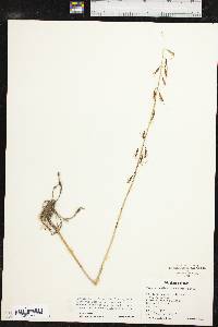 Tipularia discolor image