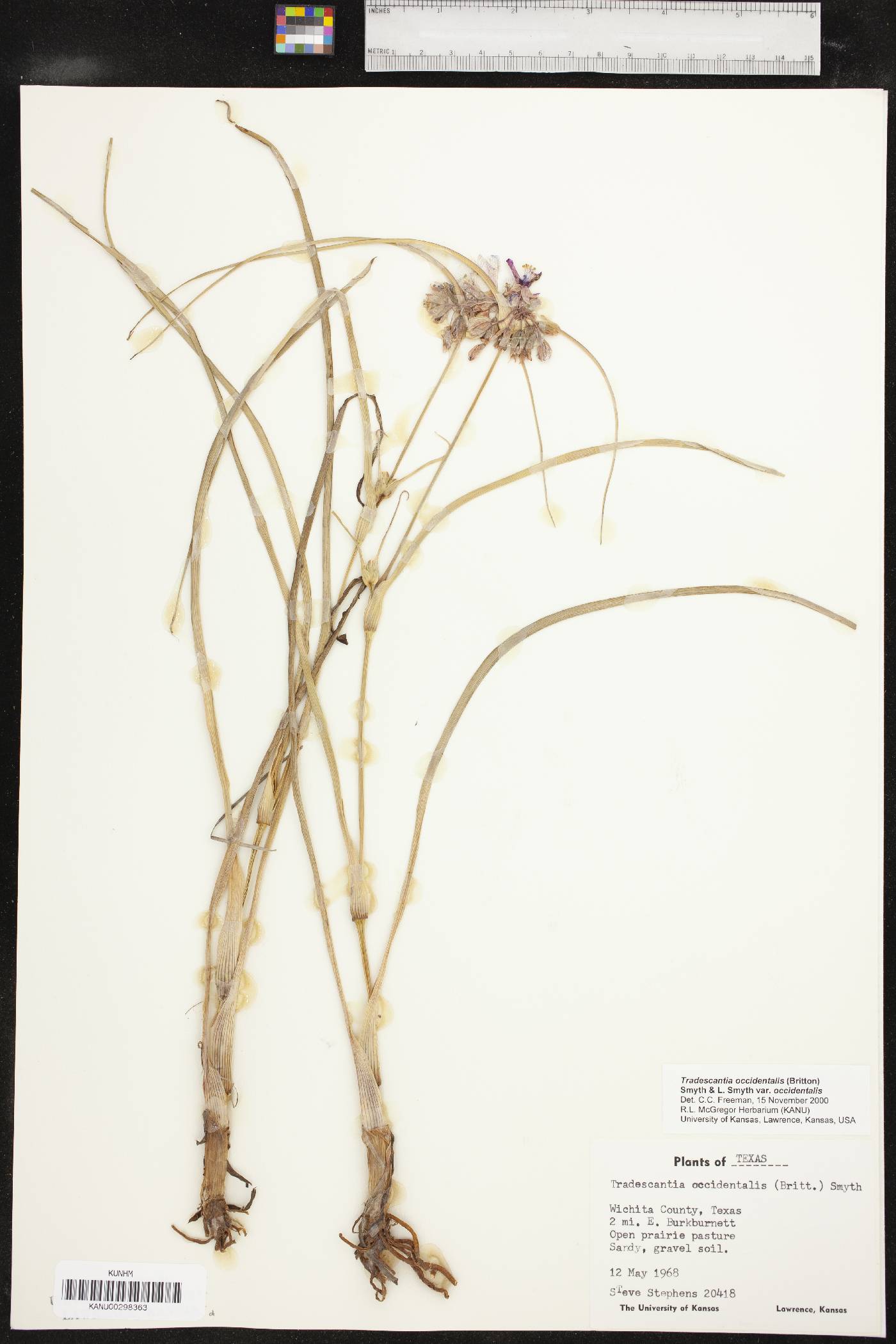 Tradescantia occidentalis var. occidentalis image