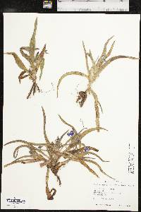 Tradescantia tharpii image