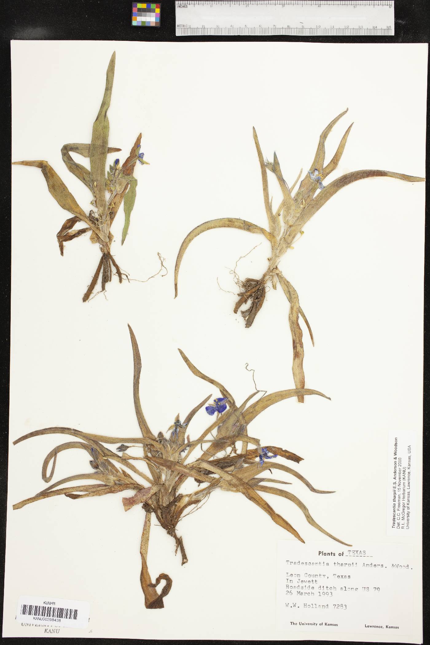 Tradescantia tharpii image