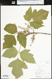 Toxicodendron radicans subsp. negundo image