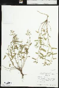 Tragia betonicifolia image